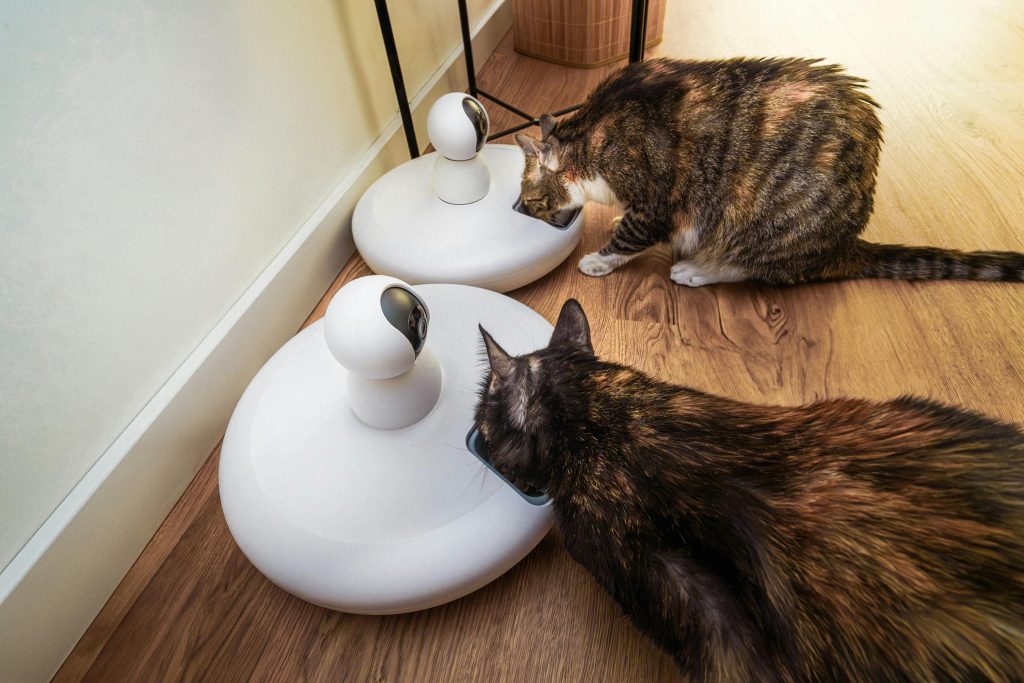 The Best 3 Smart Pet Feeders in 2025: Innovation Meets Pet Care