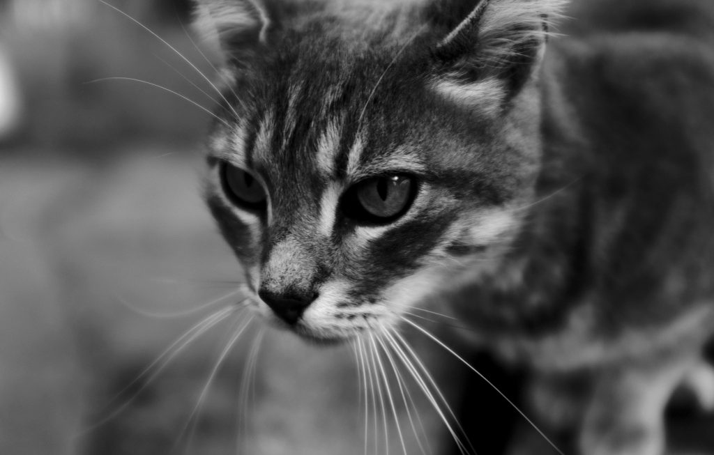 Best Smartwatches for Outdoor Adventures: A Comprehensive Guide